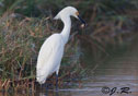 Egretta thula